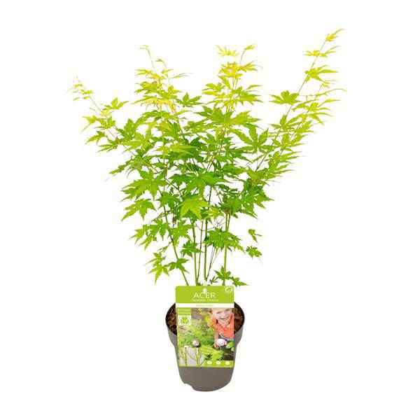 Image of Japanischer Fächerahorn Acer palmatum Going Green – ca. 30cm hoch Ø15cm – Zierahorn für Garten, Terrasse & Balkon – Pflanze-0