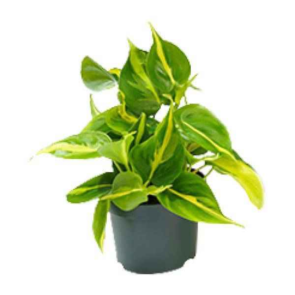 Image of Philodendron Scandens Brasil – Zimmerpflanze – Ø12cm – Höhe ca. 20cm – Glänzende Blätter – Pflegeleicht & Halbschatten – Liebhaber-0
