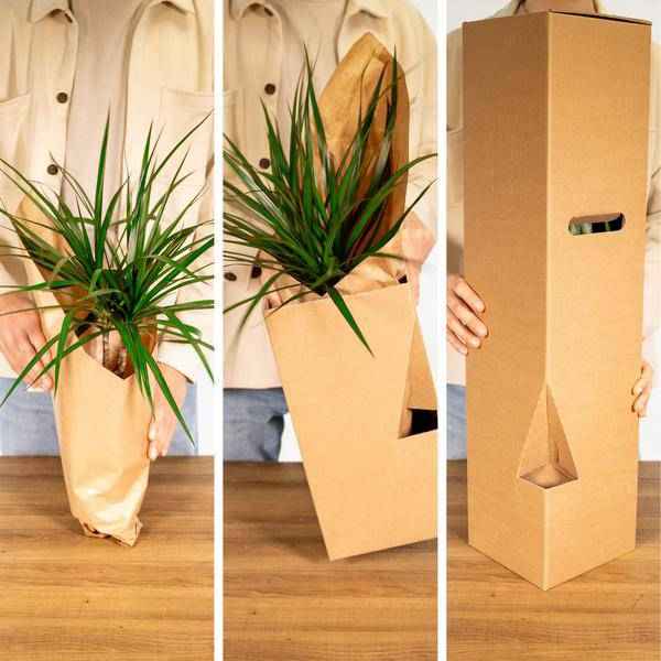 Image of Überraschungsbox mit 8 einzigartigen Zimmerpflanzen Ø12cm ↕25cm – pflegeleichtes Pflanzen Set für Urban Jungle, Fensterbank, Wohnzimmer & Büro-3