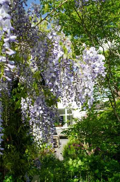 Image of Chinesischer Duft – Blauregen Wisteria sinensis ‘Caroline’ Gartenpflanze Ø15cm ↕65cm – winterharte Pflanze für Garten, Balkon, Terrasse, Kübel-4