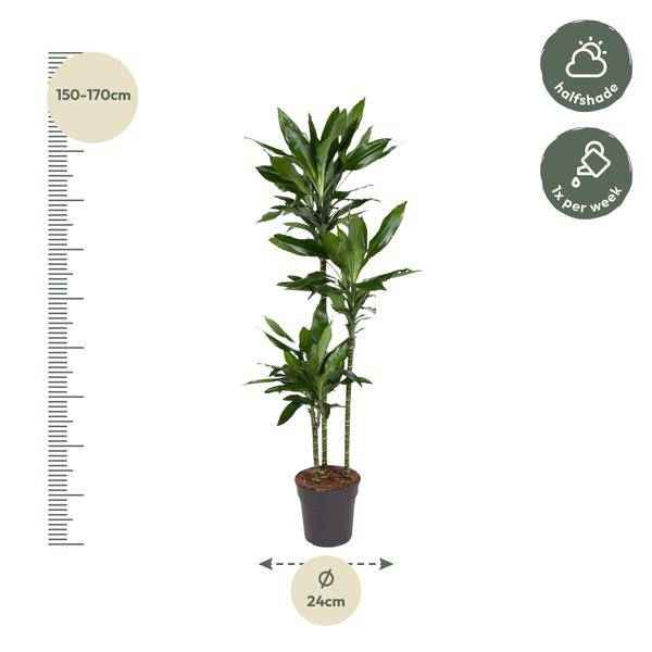 Image of Drachenbaum – Dracaena Janet Lind 160cm – Ø24cm – Elegante Zimmerpflanze mit dunkelgrünen Blättern-1
