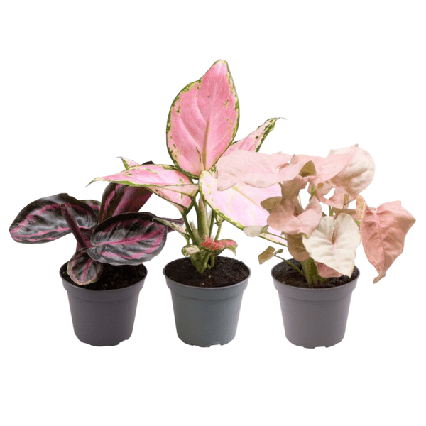 Image of Zimmerpflanzen Set Ø6,5cm – pflegeleichtes Pflanzen Set für Urban Jungle, Fensterbank, Wohnzimmer & Büro-0