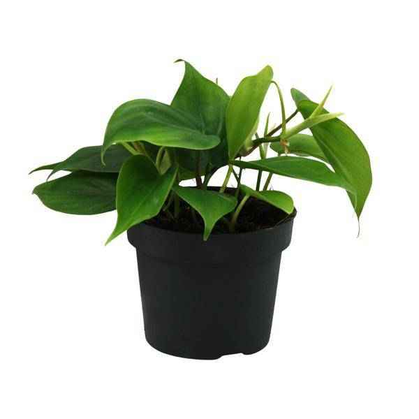 Image of Herzblatt Philodendron Scandens – Ø12cm – ↕20cm – Pflegeleichte Kletterpflanze mit herzförmigen Blättern-0