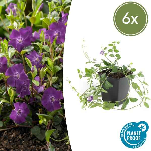 Image of Immergrün – Vinca minor 'Atropurpurea' – ↕10-25cm – Ø9cm – 6 Pflanzen – Bodendecker mit lila Blüten – Sonne & Halbschatten – Pflegeleicht-1