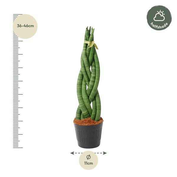Image of Sansevieria cylindrica Twist – Bogenhanf – pflegeleichte Zimmerpflanze – luftreinigend – ↕40cm – Ø10,5cm-1