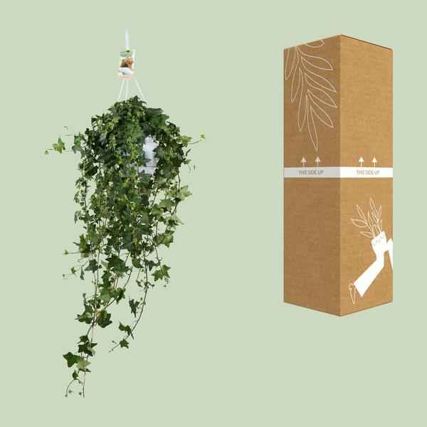 Image of Hedera Helix Pitsburg – Efeu Hängepflanze – Zimmerpflanze – Ø17cm – ca. 45cm hoch – pflegeleichte Grünpflanze für Zuhause und Büro-3