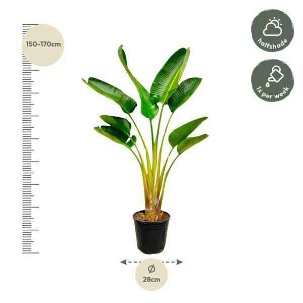 Image of Baum – Strelitzie – Strelitzia Augusta – ca. 160cm hoch – Ø24cm – Exotische Zimmerpflanze mit großen Blättern