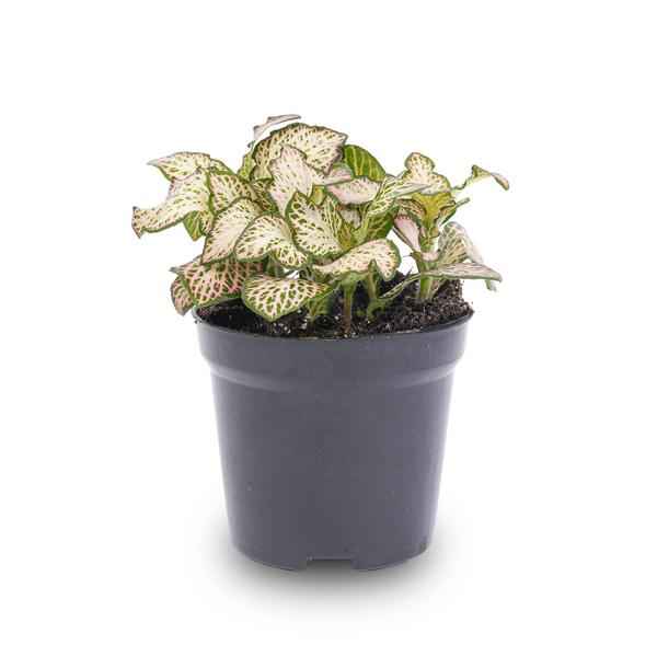 Image of Fittonia Pink Tiger – Mosaikpflanze – Zimmerpflanze – Terrarienpflanze – Ø8,5cm – Tropische Pflanze mit rosa, weißen & grünen Blättern