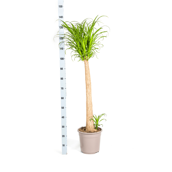Image of Beaucarnea Recurvata – Elefantenfuß – Zimmerpflanze – Ø27cm – ↕120cm – Pflegeleichte Sukkulente mit markantem Stamm – Luftreinigende Pflanze für Zuhause & Büro-4