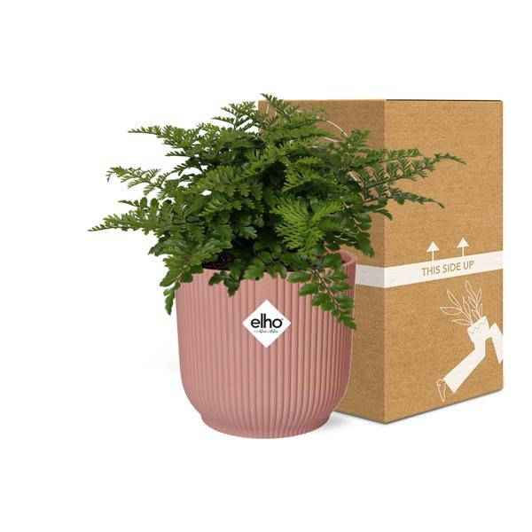 Image of Nestfarn Asplenium Parvati Zimmerpflanze Ø14cm – pflegeleichte Grünpflanze für Wohnzimmer, Büro & helle Standorte kaufen-2