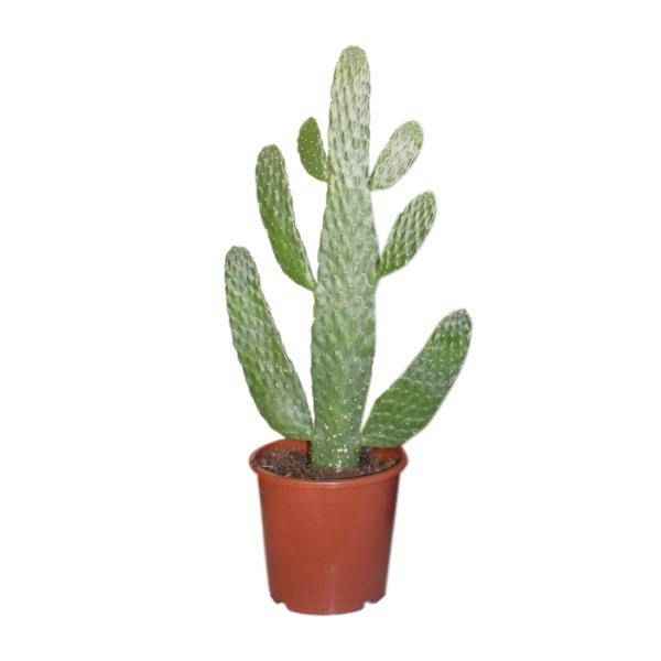 Image of Feigenkaktus Opuntia Consolea – Zimmerpflanze Ø17cm ↕55cm – dekorativer pflegeleichter Kaktus für Wohnzimmer Büro Balkon-0