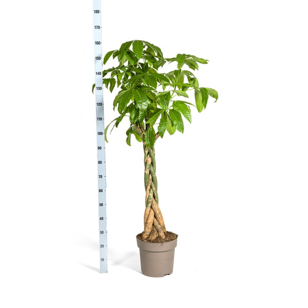 Image of Glückskastanie – Pachira Aquatica – Zimmerpflanze – Ø30cm – Höhe 160-180cm – Geflochtener Stamm & glänzende Blätter – Exotisch & pflegeleicht-4