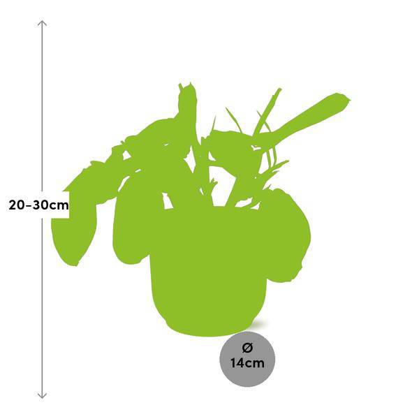 Image of Pfeilwurz Maranta Leuconeura Fascinator Tricolor Zimmerpflanze Ø14cm ↕25cm mit dekorativem Übertopf – pflegeleichte Grünpflanze für Wohnzimmer-1