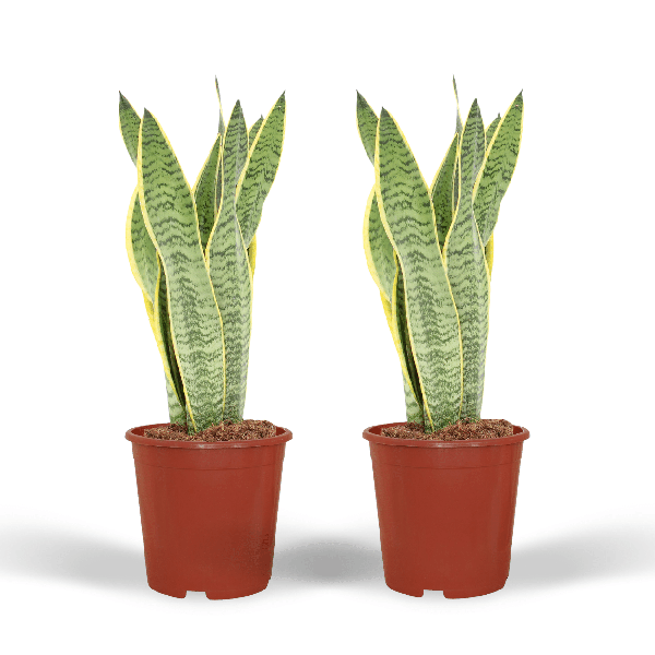 Image of Bogenhanf Sansevieria Laurentii Zimmerpflanze Ø14cm ↕40cm – pflegeleichte Grünpflanze für Wohnzimmer, Büro & helle Standorte kaufen-0