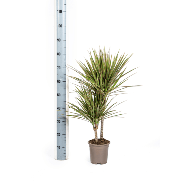 Image of Drachenbaum – Dracaena Marginata Bicolor – Zimmerpflanze – Ø17cm – ↕60cm – Elegant & pflegeleicht-3