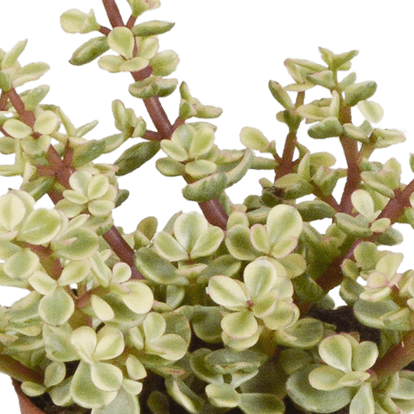 Image of Crassula Mix – Dickblatt 3 Pflanzen – Ø8,5cm Zimmerpflanzen im Terrakotta – Topf – Verschiedene Sukkulenten im mediterranen Tontopf-4