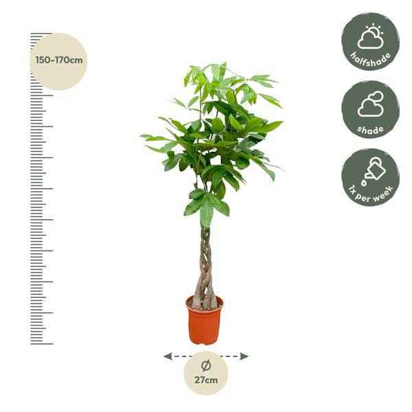 Image of Glückskastanie – Pachira Aquatica – Zimmerpflanze 110cm – Ø21cm – Geldbaum mit geflochtenem Stamm – Exotische Grünpflanze für Wohnzimmer & Büro-2