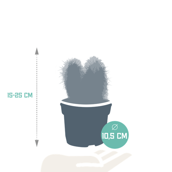 Image of Cereus Mix – 3 Zimmerpflanzen – Ø10,5cm – Verschiedene Säulen – & Stabkakteen – Pflegeleichte Kakteen im Mix-1