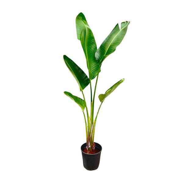 Image of Baum – Strelitzie – Strelitzia Augusta – Zimmerpflanze – 210cm – Ø30cm – Weißer Paradiesvogel mit großen Blättern für Wohnzimmer und Büro-0