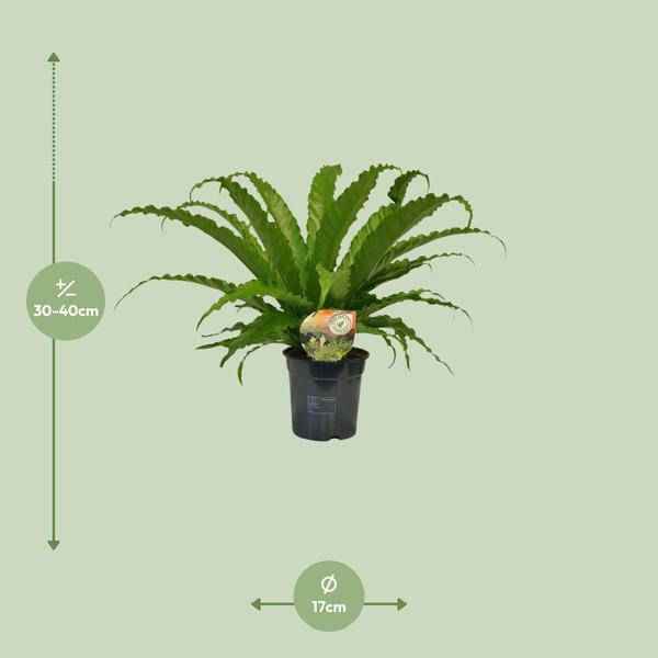 Image of Nestfarn – Asplenium Osaka – Zimmerpflanze – Ø17cm – ↕40cm – pflegeleichte Farnpflanze mit eleganten Wedeln – tropische Grünpflanze für Innenräume