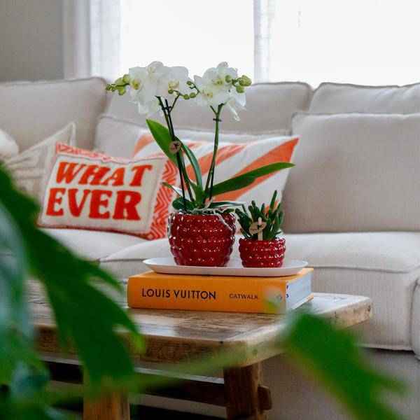 Image of Set aus weißer Orchidee & Rhipsalis auf Bambustablett Zimmerpflanze – pflegeleichte Sukkulente für Wohnzimmer, Büro & helle Standorte kaufen-2
