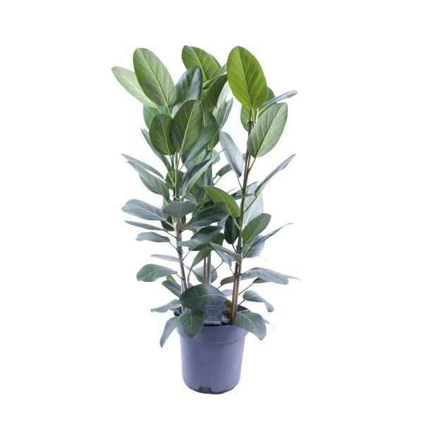 Image of Banyanbaum – Ficus Audrey – 3 Pflanzen – Zimmerpflanze – Ø27cm – ↕105cm – Tropische Grünpflanze mit glänzenden Blättern – Pflegeleicht & dekorativ-0