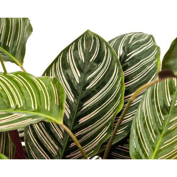 Image of Calathea Ornata Sanderiana – Korbmarante – Zimmerpflanze Ø27cm – ↕60-80cm – Tropische Innenpflanze mit pinken Streifen – Pflegeleicht & dekorativ-2