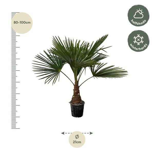 Image of Hanfpalme – Trachycarpus 100cm – Ø21cm – Immergrüne Palme mit fächerförmigen Blättern – Pflegeleicht-2