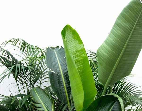 Image of Vorteilspaket XXL Zimmerpflanzen – Kentia Palme 200cm, Strelitzia Nicolai 225cm & Areca Palme 200cm – Tropisches Set großer Grünpflanzen-1