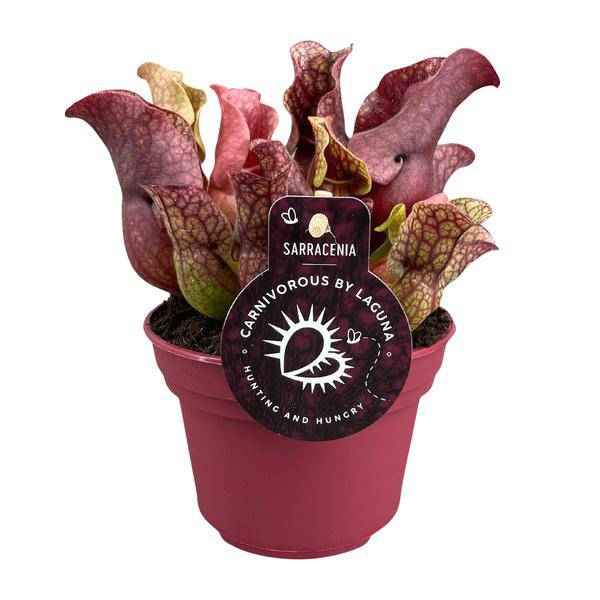 Image of Schlauchpflanze – Sarracenia – Ø12cm – ↕20cm – Fleischfressende Zimmerpflanze – Exotische Karnivore für Zuhause & Büro – Pflegeleicht & dekorativ