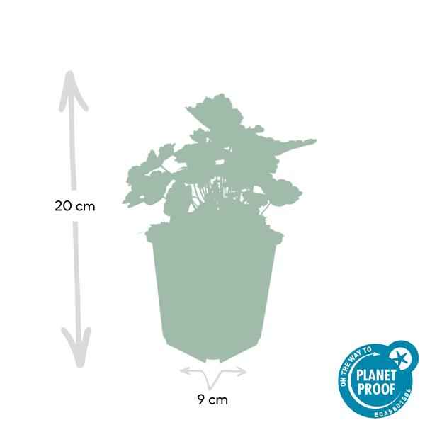 Image of Heuchera mic. 'Palace Purple' – Rotblättriges Silberglöckchen – Ø9cm – ↕10-25cm – 60 Pflanzen – Schattengartenstaude – pflegeleicht & bienenfreundlich