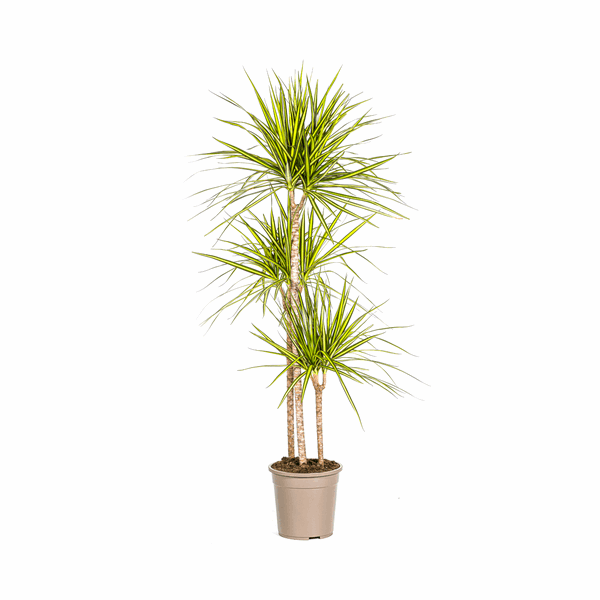 Image of Dracaena marginata Sunray – Drachenbaum – Zimmerpflanze – Ø24cm – ↕130-150cm – Tropische Pflanze für hellen Innenbereich-0