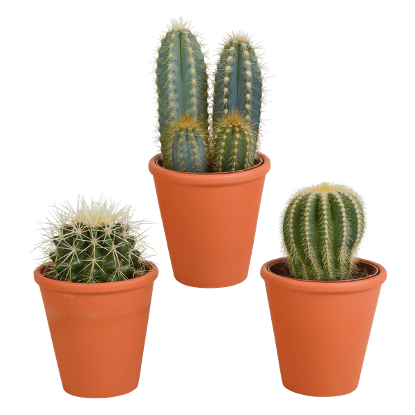 Image of Sukkulenten & Kakteen Mix 3 Pflanzen Ø8,5cm – pflegeleichtes Pflanzen Set für Urban Jungle, Fensterbank, Wohnzimmer & Büro-0