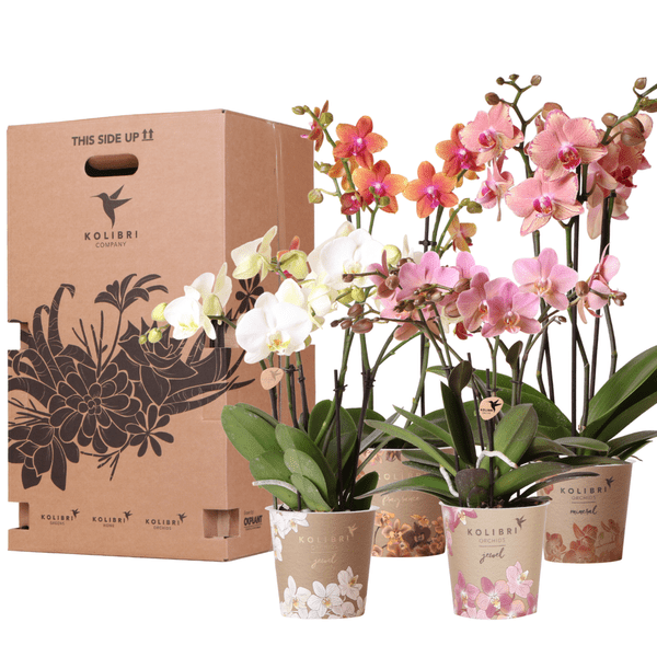 Image of Überraschungsbox mit 4 verschiedenen Kolibri Orchideen – 12cm – Zimmerpflanzen – Set – Frisch vom Bauern – Perfekt als Geschenk oder für Orchideenfans