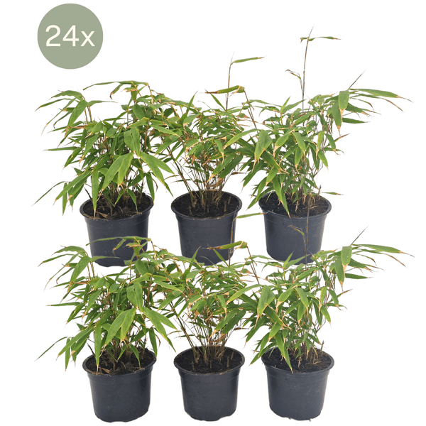 Image of Schirmbambus Fargesia Rufa – 24 Pflanzen – Ø13cm – ca. 25cm hoch – Winterharte Bambuspflanzen für Hecke & Sichtschutz – Pflegeleichte Gartenpflanzen