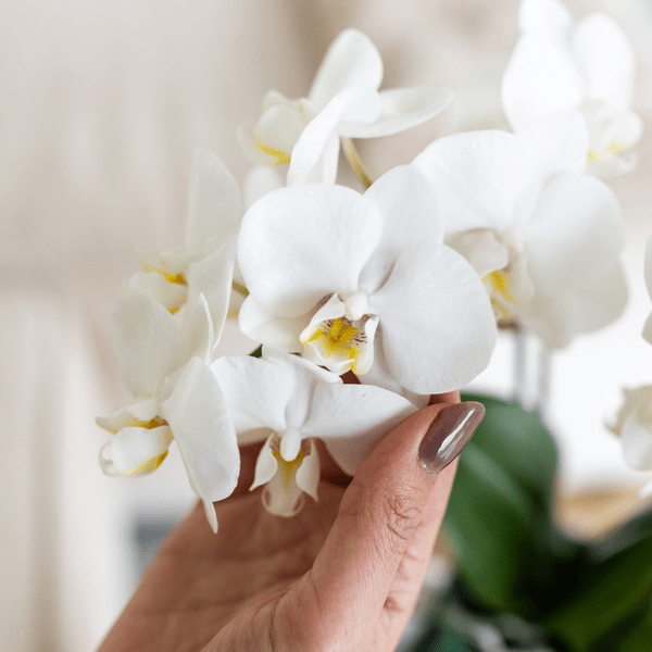 Image of Phalaenopsis Orchidee Amabilis Weiß – Zimmerpflanze Ø9cm – inkl. Malaga Ziertopf Grün – Elegante Orchidee mit 2-3 Blütenstielen