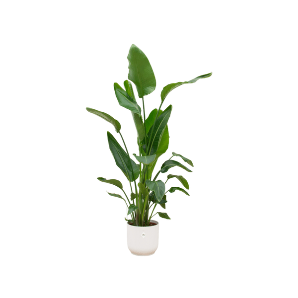Image of Strelitzia Nicolai – Baum – Strelitzie – ca. 160cm hoch – Ø30cm – inkl. Übertopf – Tropische XXL Zimmerpflanze mit großen Blättern-0