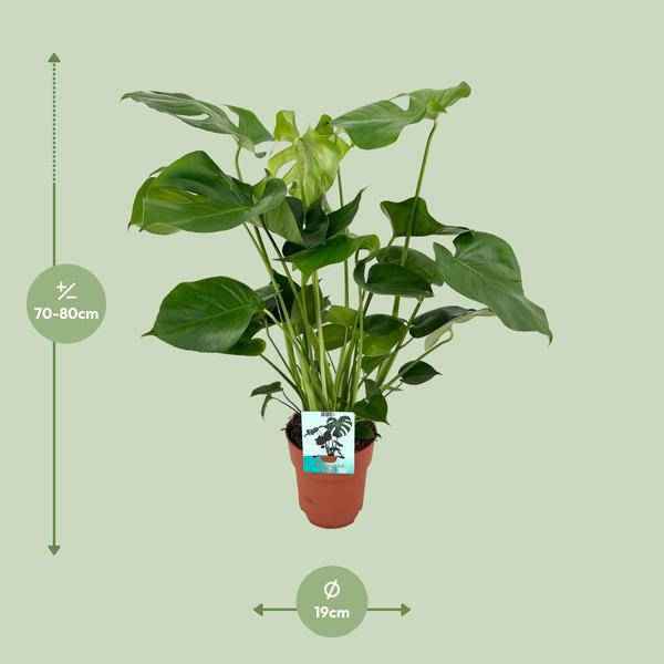 Image of Monstera Deliciosa Köstliches Fensterblatt Zimmerpflanze Ø19cm ↕60cm – pflegeleichte Grünpflanze für Wohnzimmer, Büro & helle Standorte kaufen-1