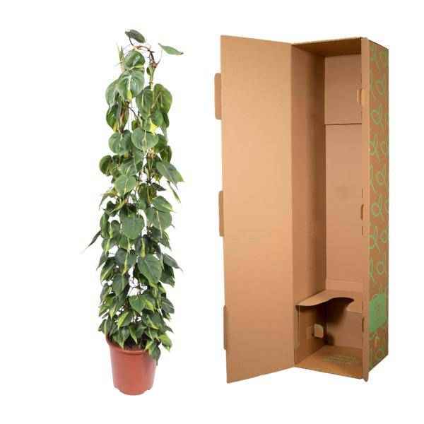 Image of Baumfreund – Philodendron Scandens Brasil – Zimmerpflanze – 160cm – Ø27cm – pflegeleichte Kletterpflanze mit herzförmigen Blättern