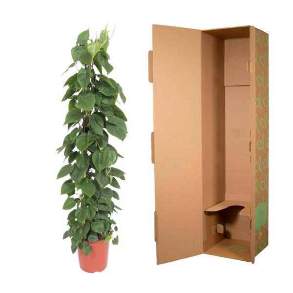 Image of Herzblatt Philodendron Scandens – Zimmerpflanze – 150cm – Ø27cm – Tropische Kletterpflanze mit herzförmigen Blättern – Deko-2