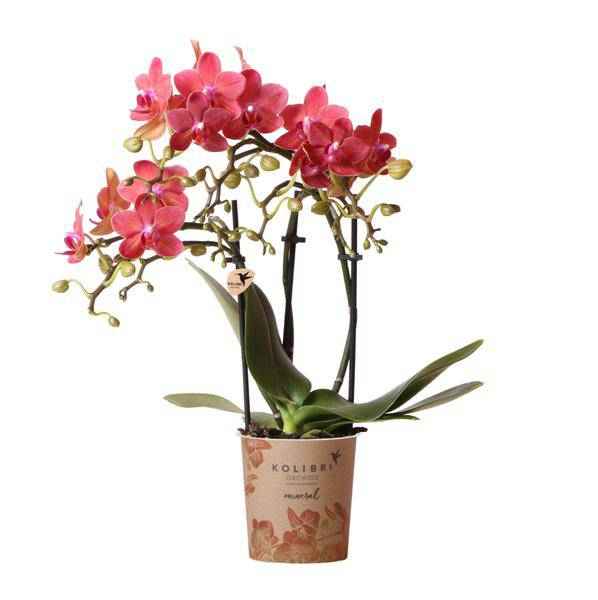 Image of Rote Phalaenopsis – Orchidee Kongo Zimmerpflanze Ø9cm – blühende Orchidee für Wohnzimmer, Büro & helle Standorte kaufen-0