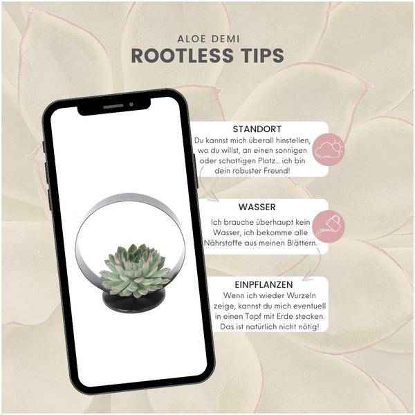 Image of Sukkulente Echeveria pulidonis ROOTLESS Zimmerpflanze Ø20cm – pflegeleichte Sukkulente für Wohnzimmer, Büro & helle Standorte kaufen-4