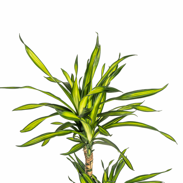 Image of Drachenbaum Dracaena deremensis Rikki 90-110cm 21cm Zimmerpflanze pflegeleicht grüne Blattpflanze für Wohnzimmer Büro Flur moderne große Grünpflanze