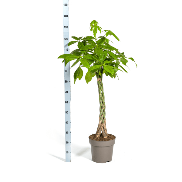 Image of Glückskastanie – Pachira Aquatica – Zimmerpflanze – Ø27cm – Höhe 140-150cm – Geflochtener Stamm & glänzende Blätter – Exotisch & pflegeleicht-4