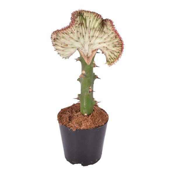 Image of Euphorbia lactea Cristata Rot – Korallen – Wolfsmilch – Zimmerpflanze ca. 35cm – Ø12cm – Exotische Sukkulente in Korallenform-0