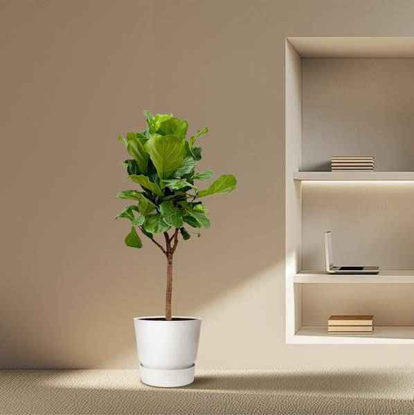 Image of Geigen – Feige – Ficus Lyrata – Zimmerpflanze 180cm – Ø30cm – Designpflanze mit großen geigenförmigen Blättern – Pflegeleicht-3