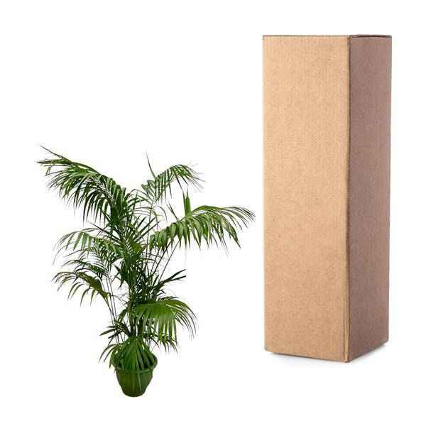 Image of Kentia – Palme – Howea forsteriana – Zimmerpflanze 260cm – Ø35cm – XXL – Palme mit eleganten dunkelgrünen Wedeln – Pflegeleicht-2