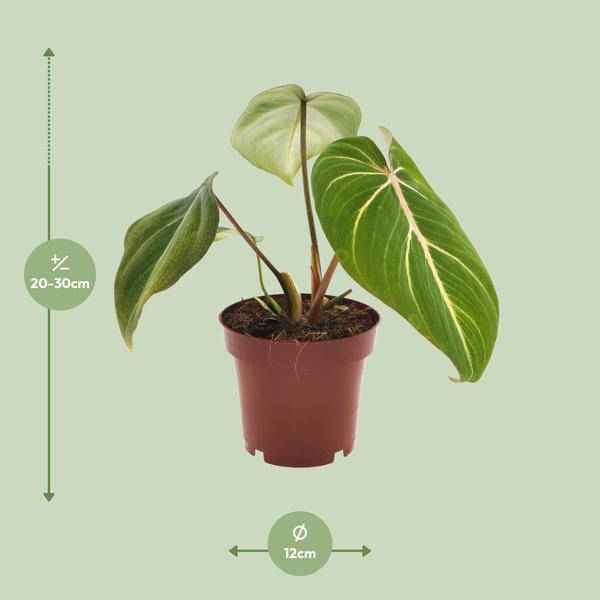 Image of Philodendron Selloum Atom – Baumfreund – Ø12cm – Höhe ca. 25cm – Kompakte Zimmerpflanze mit tiefgrünen, geteilten Blättern-1