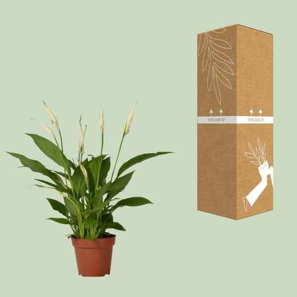 Image of Einblatt Spathiphyllum Bingo Cupido Zimmerpflanze Ø12cm ↕45cm – pflegeleichte Grünpflanze für Wohnzimmer, Büro & helle Standorte kaufen