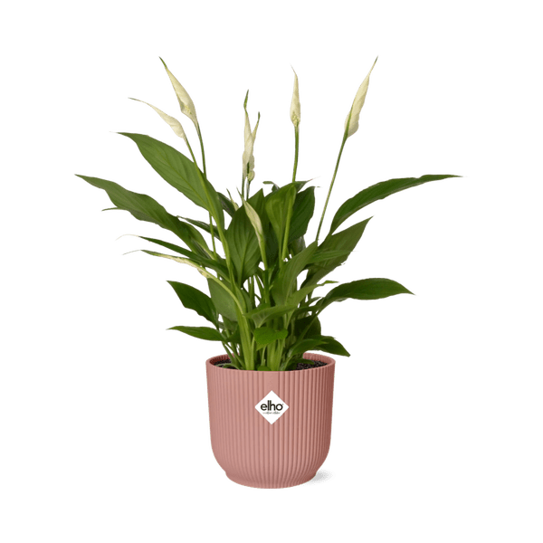 Image of Einblatt Spathiphyllum Torelli Zimmerpflanze Ø12cm – pflegeleichte Grünpflanze für Wohnzimmer, Büro & helle Standorte kaufen-0